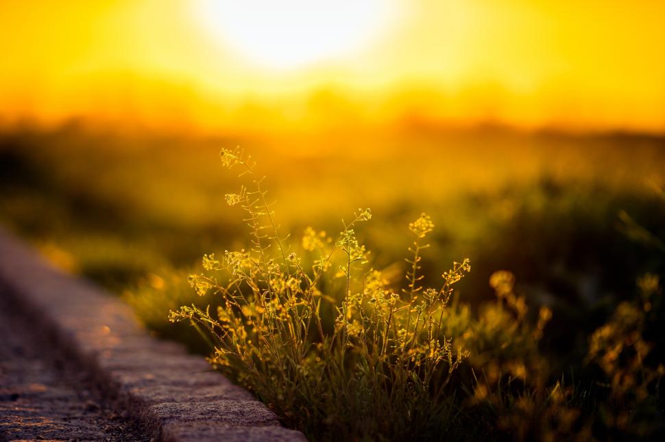 Sunlight, plants, nature, yellow, macro, grass, road wallpaper,sunlight HD wallpaper,plants HD wallpaper,nature HD wallpaper,yellow HD wallpaper,macro HD wallpaper,grass HD wallpaper,road HD wallpaper,3000x2000 wallpaper