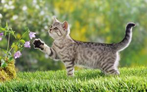British Shorthair Kitten wallpaper thumb