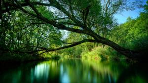 Green Tree River Stream Lake HD wallpaper thumb
