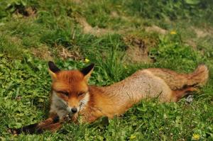 Animals, Fox, Grass, Green wallpaper thumb