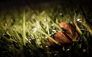 Autumn leaf in the grass wallpaper thumb