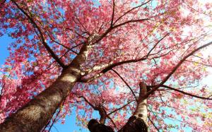 Cherry Blossom Flowers Tree Branches HD wallpaper thumb