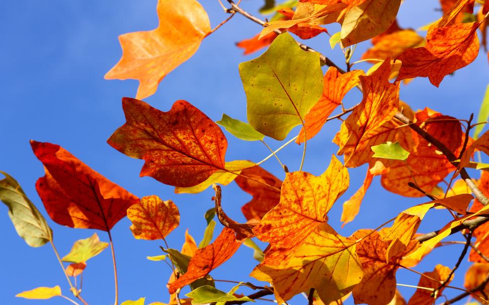 Autumn Colorful Leaves wallpaper,autumn leaf HD wallpaper,autumn leaves HD wallpaper,background HD wallpaper,2880x1800 wallpaper