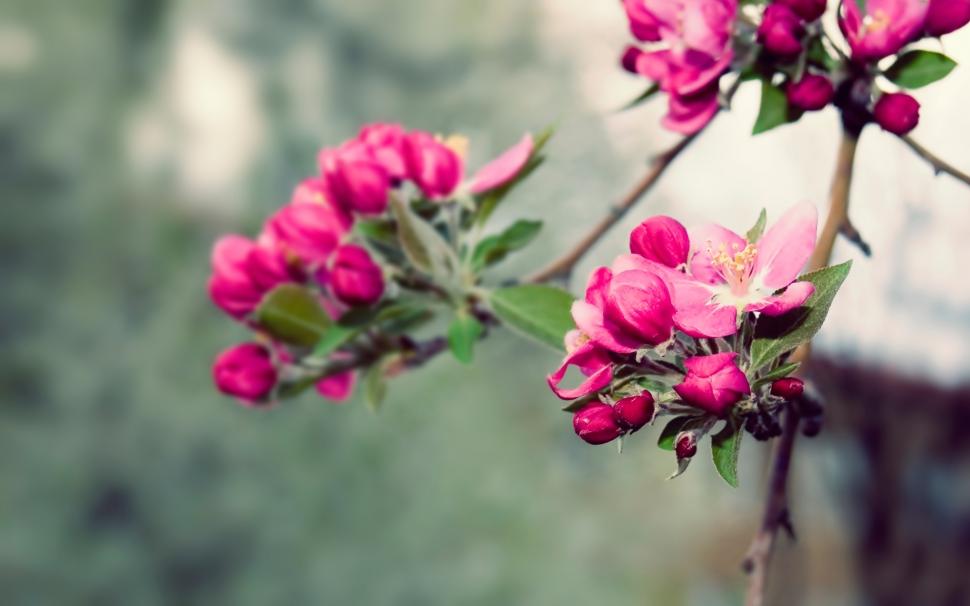Beauty of nature beautiful blossom branches Garden Pink spring Tree HD wallpaper,nature HD wallpaper,flower HD wallpaper,beautiful HD wallpaper,tree HD wallpaper,pink HD wallpaper,beauty HD wallpaper,garden HD wallpaper,spring HD wallpaper,blossom HD wallpaper,branches HD wallpaper,1920x1200 wallpaper