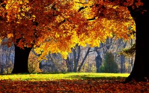 Autumn colors over trees wallpaper thumb