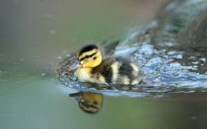 Cute little duck swimming wallpaper thumb