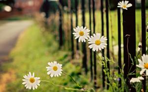 White chamomile flowers, daisy, fence, bokeh wallpaper thumb