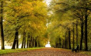 Park, alley, benches, leaves, autumn, road wallpaper thumb