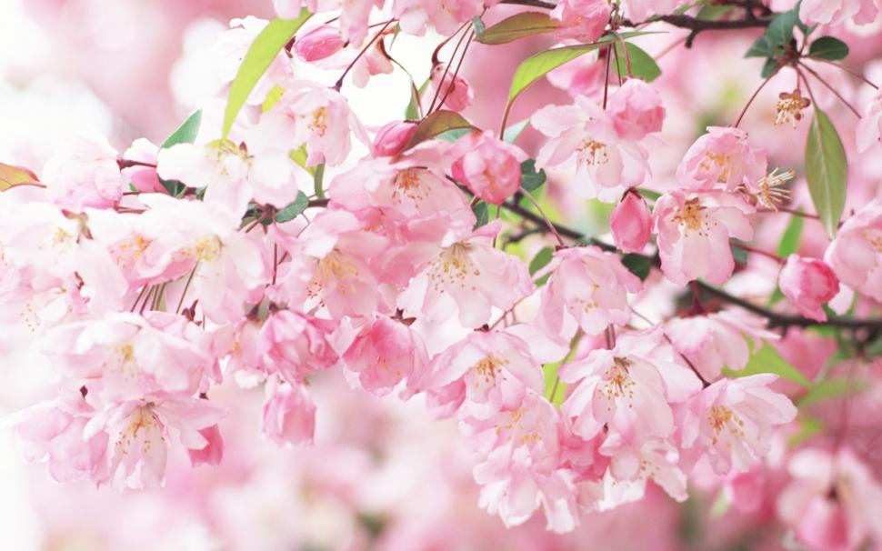 Cherry blossom petals pink spring wallpaper,Cherry HD wallpaper,Blossom HD wallpaper,Petals HD wallpaper,Pink HD wallpaper,Spring HD wallpaper,1920x1200 wallpaper