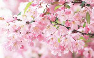 Cherry blossom petals pink spring wallpaper thumb