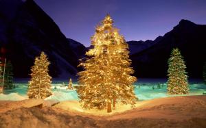 Christmas Trees In The Wild wallpaper thumb