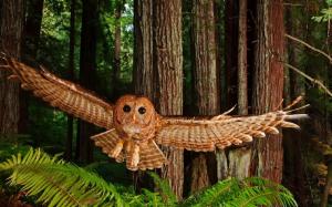 Animals Birds Northern Spotty Owl wallpaper thumb