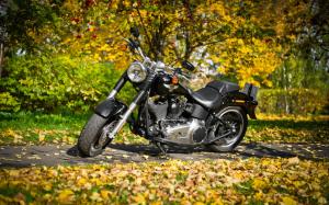 harley-davidson, motorcycle, foliage, autumn wallpaper thumb