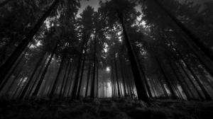 wood, black-and-white, from below, trees, gloomy, kroner, fog, silence wallpaper thumb