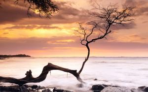 Sea, coast, tree, sunset, Hawaii, USA wallpaper thumb