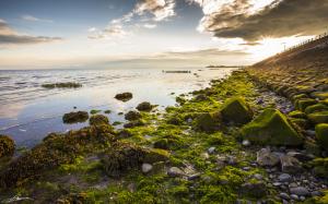 Moss Shore Ocean Sunlight Rocks Stones HD wallpaper thumb