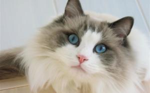 Blue Eyes Ragdoll Cat wallpaper thumb