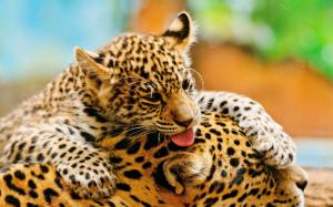 Cute little leopard wallpaper thumb