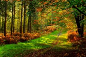 Forest road colorful wallpaper thumb