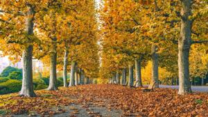 Park, road, leaves, trees, grass, autumn wallpaper thumb