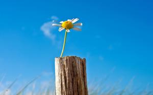 Lonely flower, chamomile, sky, blue, tree stump wallpaper thumb