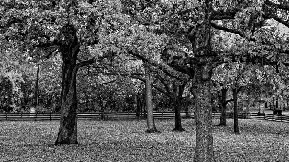 Black White Trees In Hdr wallpaper,trees HD wallpaper,black and white HD wallpaper,park HD wallpaper,nature & landscapes HD wallpaper,1920x1080 wallpaper