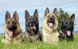 Four trained dogs wallpaper thumb