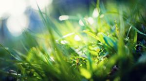 Grass, Macro, Bokeh, Blur, Nature wallpaper thumb