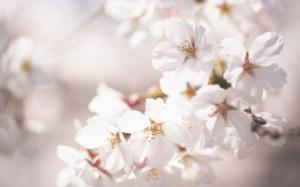 Cherry Blossom Flowers Macro HD wallpaper thumb