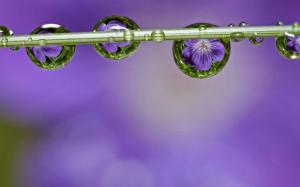 Drops Flower Flowers Picture Gallery wallpaper thumb