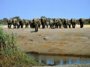 heading to the water hole wallpaper thumb