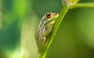 Frog macro green wallpaper thumb