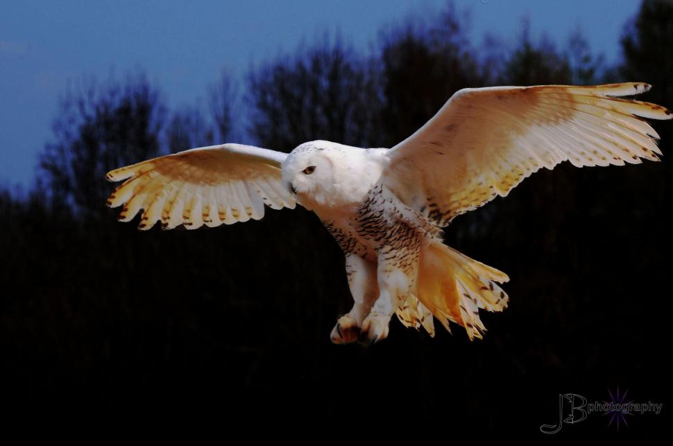 Snowy Owl wallpaper,wings HD wallpaper,white HD wallpaper,landing HD wallpaper,animals HD wallpaper,2500x1660 wallpaper
