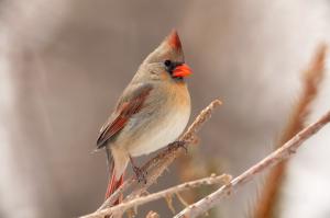 Bird, Cardinal, Beak wallpaper thumb
