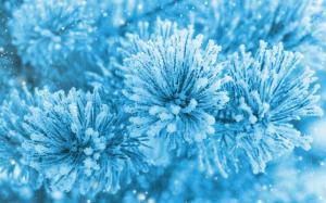 Spruce twigs, needles, snow, ice, winter, blue wallpaper thumb
