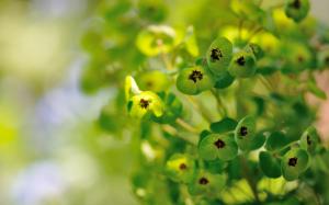 Euphorbia, plants, green flowers wallpaper thumb