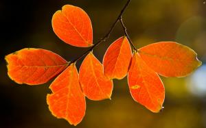 Nature, tree, autumn red leaves wallpaper thumb