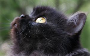 Black Kitten wallpaper thumb