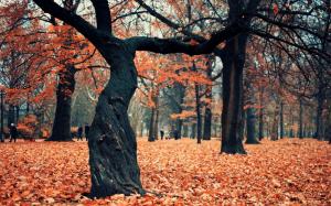 Trees Autumn Forest High Quality Picture wallpaper thumb