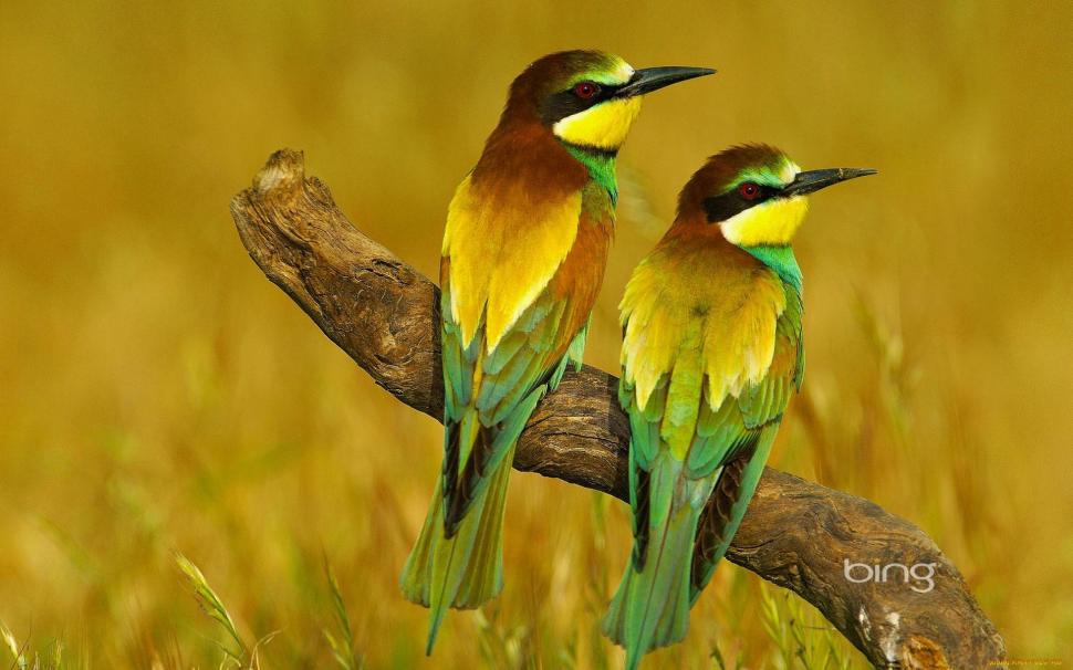 * My Name Is ...bee-eater * wallpaper,galaz HD wallpaper,zolny HD wallpaper,ptaki HD wallpaper,laka HD wallpaper,animals HD wallpaper,1920x1200 wallpaper