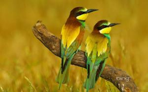 * My Name Is ...bee-eater * wallpaper thumb