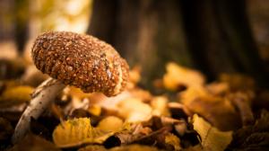 Mushroom Macro Leaves HD wallpaper thumb