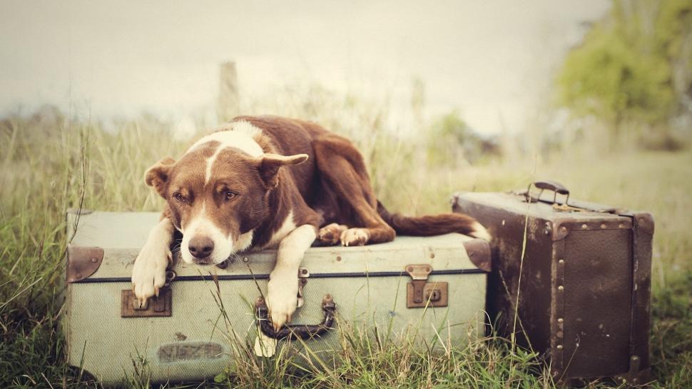 Dog lying on Luggage and waiting for Someone wallpaper,waiting HD wallpaper,lying HD wallpaper,luggage HD wallpaper,someone HD wallpaper,animals HD wallpaper,1920x1080 wallpaper