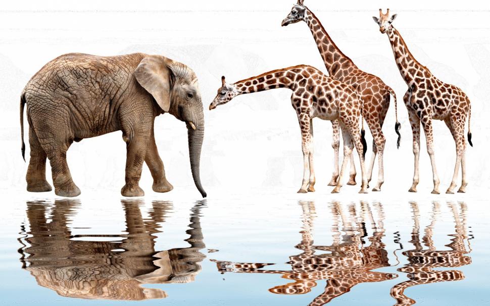 Elephant and giraffes wallpaper,water wallpaper,reflection wallpaper,white background wallpaper,photoshop wallpaper,elephant wallpaper,giraffes wallpaper,ruffle wallpaper,1680x1050 wallpaper