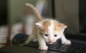 Cute kitten, baby, keyboard wallpaper thumb