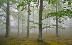 Nature forest trees, fog, foliage wallpaper thumb