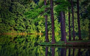 Trees Reflection Lake Forest HD wallpaper thumb