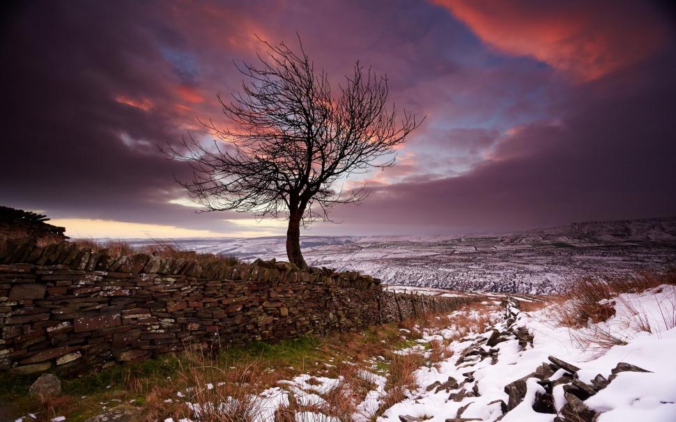 Lonely Tree In The Winter wallpaper,Winter HD wallpaper,2560x1600 wallpaper