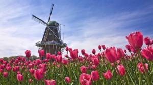 Awesome Tulip Flower  Download wallpaper thumb