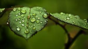 Leaves Water Drops Macro Green HD wallpaper thumb
